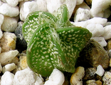 Astrophytum niveum PP 398