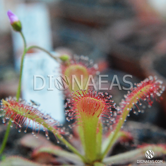 Drosera Coccicaulis