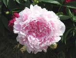 Paeonia Edmond About