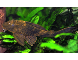 Плекостомус (Hypostomus plecostomus)