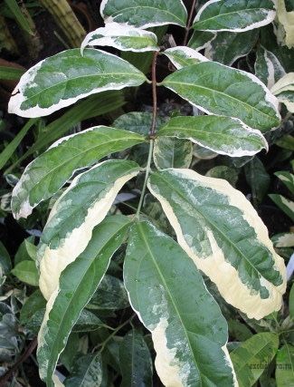 CLERODENDRUM WALLICHII ALBOMARGINATA / Клеродендрум Уоллиса альбомаргината