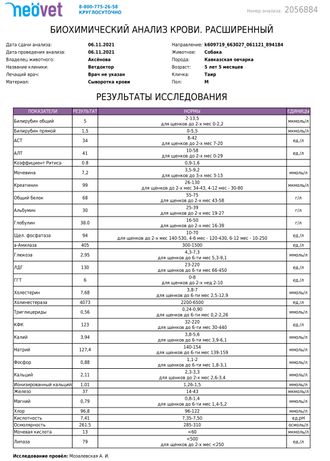 РЕЗУЛЬТАТЫ ОСМОТРА И АНАЛИЗОВ. Таир, Финик, Чингиз, Чупа