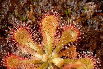 Drosera sp. "Auyan Tepui"