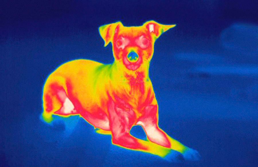 Снимок собаки через тепловизор, на котором видны участки тела разной температуры