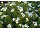 Абботсвуд лапчатка кустарниковая(Potentilla fruticosa Abbotswood)(15-30/3л)