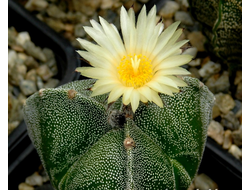 Astrophytum myriostigma v.tricostatum cv.Bohumil Schutz - 5 семян