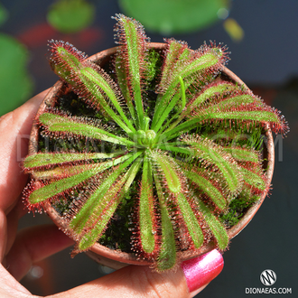 Drosera "Сapensis x Aliciae"