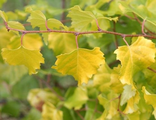 Берёза повислая Голден Клауд (Золотистое облачко) Betula pendula Golden Cloud