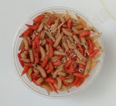 Опарыш МИКС (красный и белый), банка 50 мл.