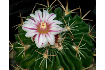 Echinofossulocactus = Stenocactus (Эхинофоссулокактус = Стенокактус)