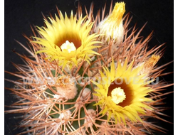 Pyrrhocactus (Пиррокактус)