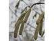 Фундук обыкновенный Вебба ценный Коб (Corylus avellana Webb&#039;s prize Cob)