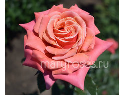 Медный Свет (Copper Light) новозеландская роза