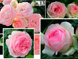 Плетистые розы - Сорт Пьер де Ронсар (Pierre de Ronsard).