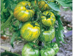 семена томаты "Зелёная полосатая зебра"