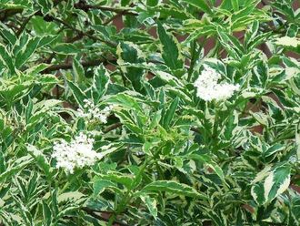 Бузина черная Вариегата (Sambucus nigra Variegata)