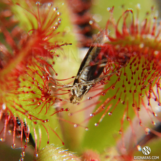 Drosera Coccicaulis