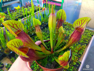 Sarracenia x alata x catesbaei