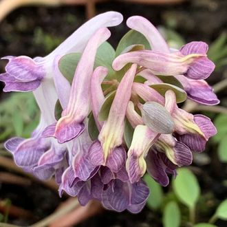 Corydalis solida &quot;Гранатовый Браслет&quot;