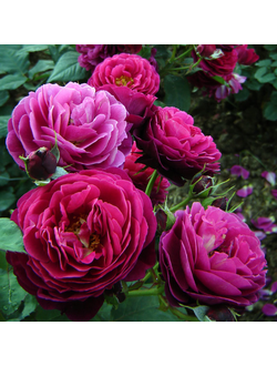 Бисантенер де Гийо (Bicentenaire de Guillot), роза, ЗКС