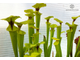 Sarracenia Flava var. Rugelii