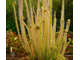 Drosera Filiformis