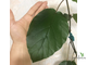 Ficus Sp. / фикус природник