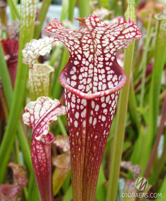 Sarracenia leucophylla Tarnok