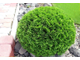 Даника туя западная (Thuja occidentalis Danika) (5-7л)