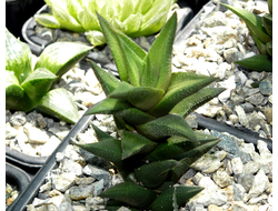 Haworthia viscosa - черенок с корнями (7 см)
