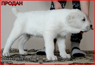 Кобель №4. УЛУ КАГАН. Продан. Кобель №4. УЛУ КАГАН. Продан.