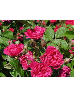 Ред гротендорст (F.J.Grootendorst) роза