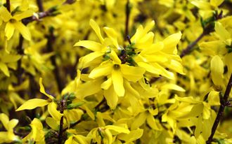 Голдзаубер форзиция средняя(Forsythia intermedia &#039;Goldzauber&#039;)