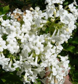 Кандидисимум  калина Фаррера(Viburnum farreri Candidissimum)