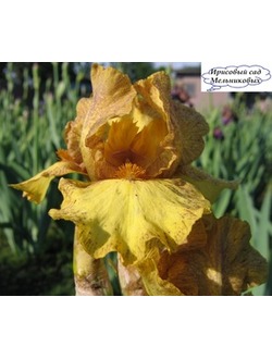 РОКИ ПОЙНТ(ROCKY POINT) Локтев*15