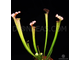 Sarracenia Velvet