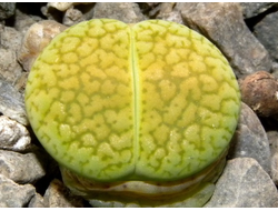 Lithops aucampiae 'Betty's Beryl' (MG-1550.993) D=10 mm