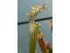 Sarracenia leucophylla Citronelle