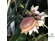 Hoya wallichii subsp. tenebrosa