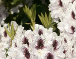 Кальсап рододендрон гибридный  (Rhododendron hybrid Calsap)