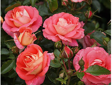 Сорт розы Зоммерзонне (Sommersonne)