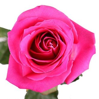 Розовые розы премиум
