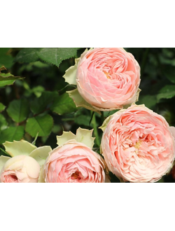 Мэнсфилд Парк (Mansfield Park) роза, ЗКС