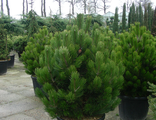 Компакт Джем сосна белокорая (боснийская) (Pinus leucodermis Compact Gem) (прививка)