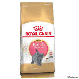 royal canin british shorthair kitten