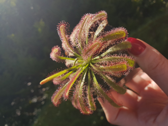 Drosera "Сapensis x Aliciae"