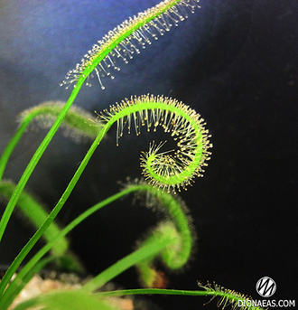 Drosera Capensis Alba