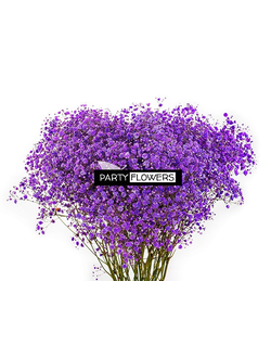 GYPSOPHILA (ГИПСОФИЛА) PURPLE