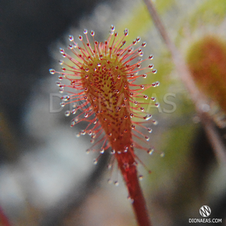 Drosera "Nidiformis"