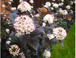 Пузыреплодник калинолистный Ред Барон (Physocarpus opulifolius Red Baron)